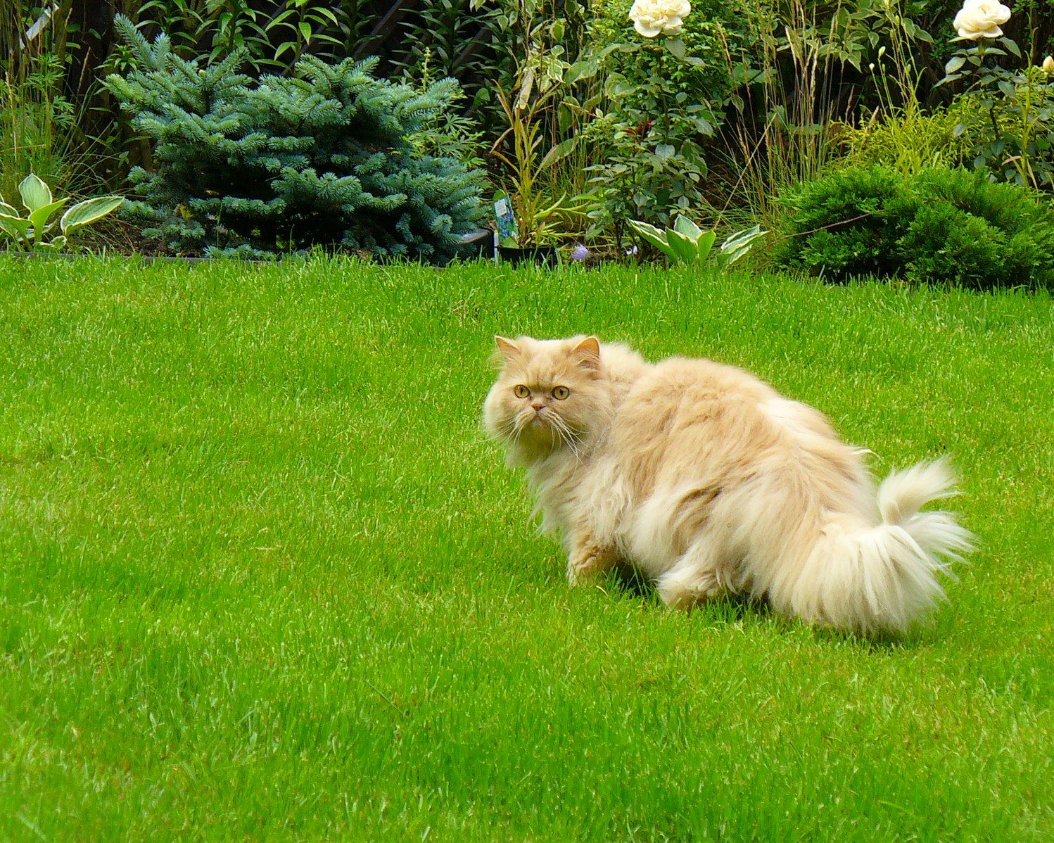 Проект Жуковка